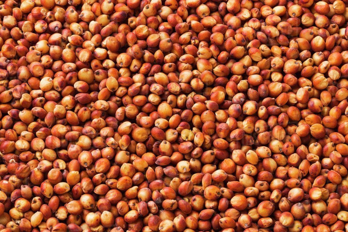 Red Sorghum
