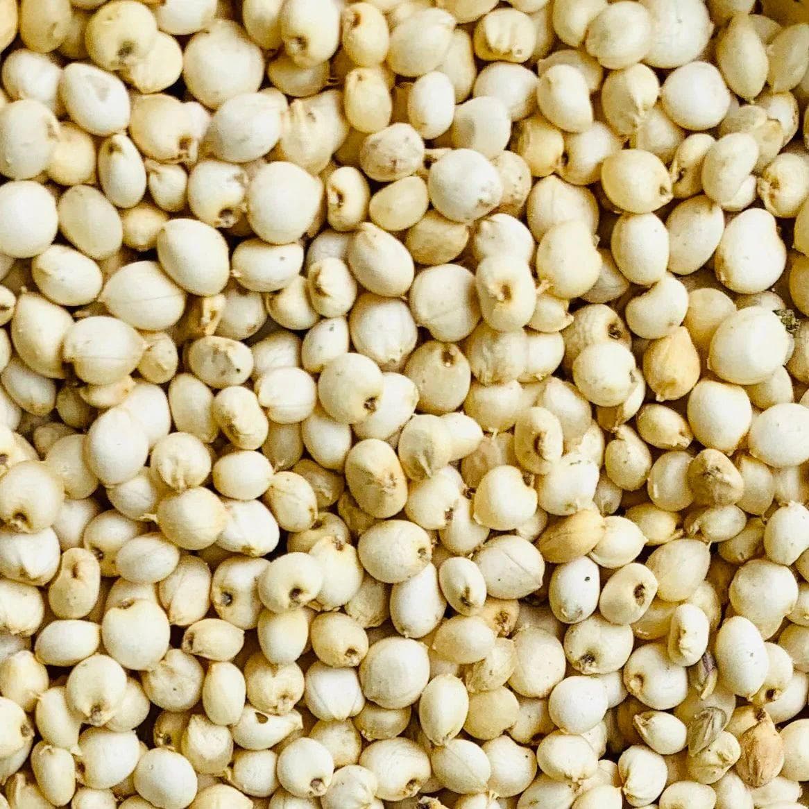 White Sorghum